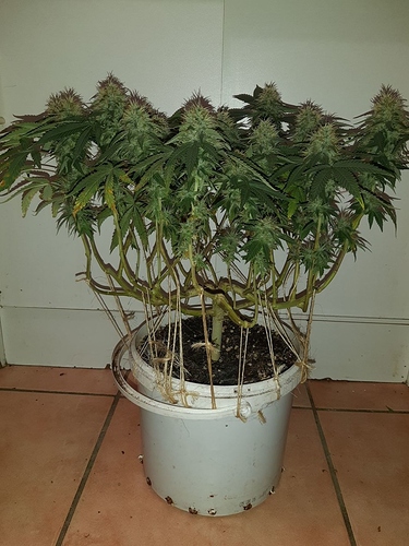 Growreport Bild 3