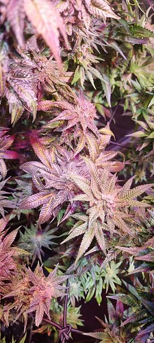 Growreport Bild 6