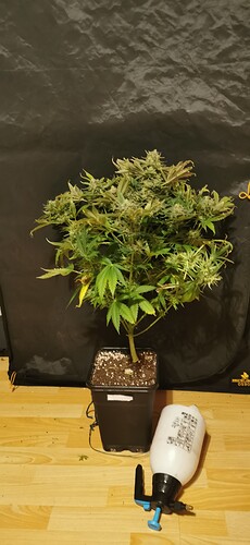 Growreport Bild 29