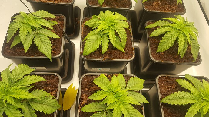 Growreport Bild 10