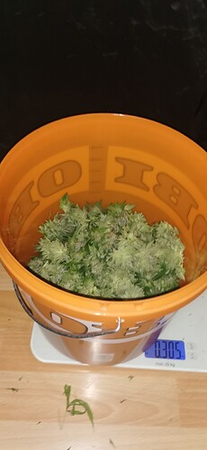 Growreport Bild 36