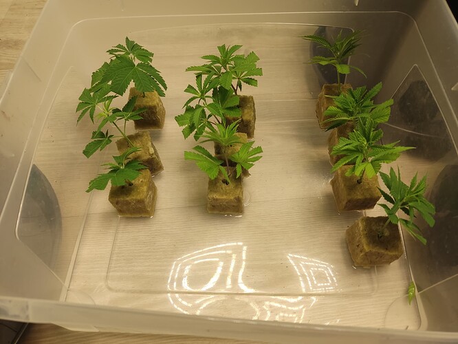 Growreport Bild 5