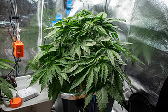 Growreport Bild 22