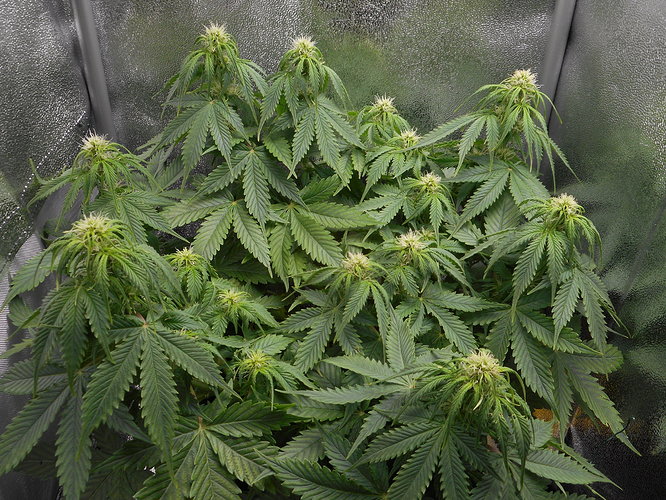 Growreport Bild 1