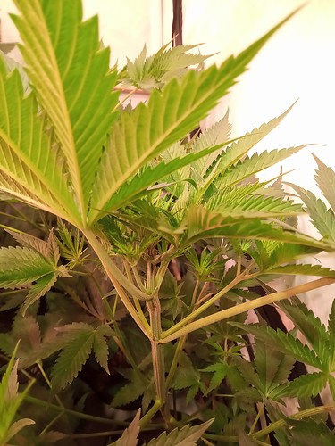 Growreport Bild 24