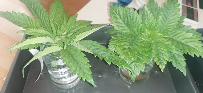 Growreport Bild 11