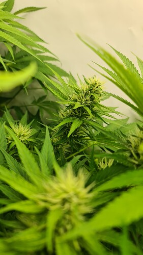 Growreport Bild 8