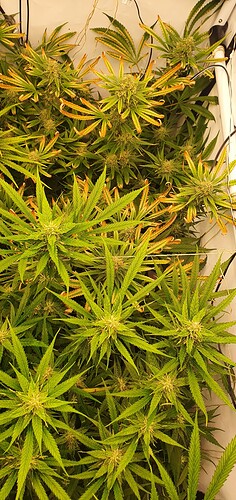 Growreport Bild 4