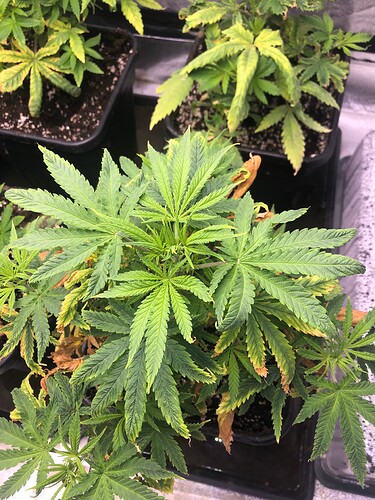 Growreport Bild 1