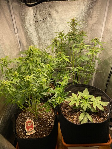 Growreport Bild 11