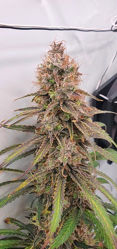 Growreport Bild 29