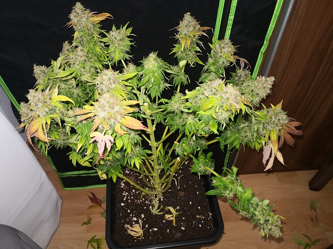 Growreport Bild 15