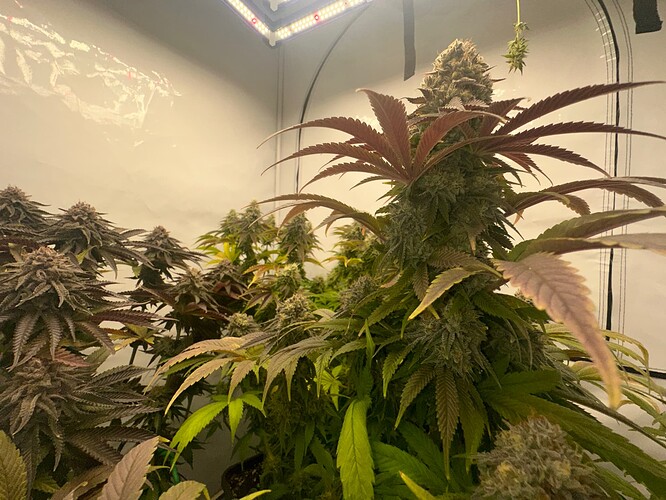 Growreport Bild 9
