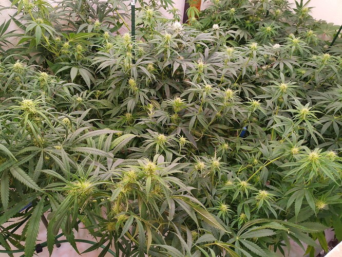 Growreport Bild 8