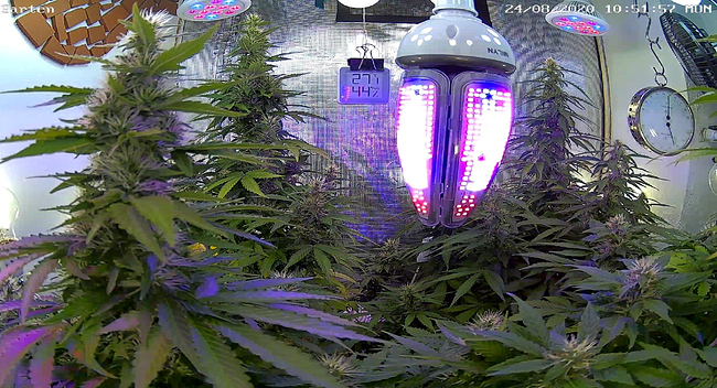 Growreport Bild 27