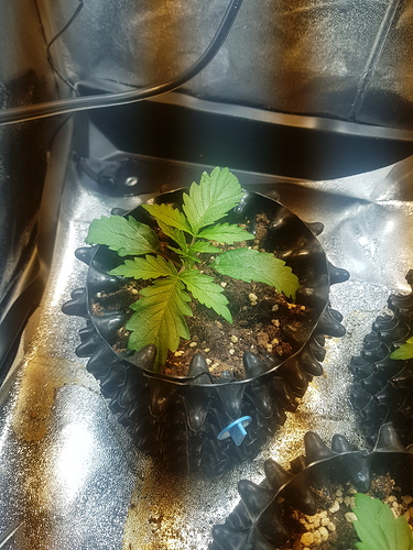 Growreport Bild 3