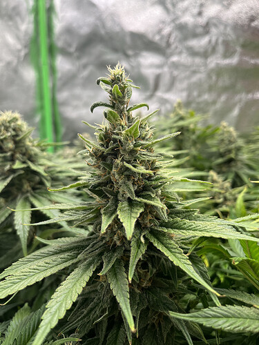 Growreport Bild 10