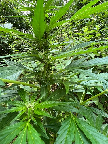 Growreport Bild 4