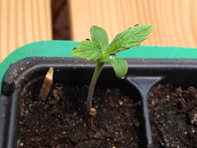 Growreport Bild 47