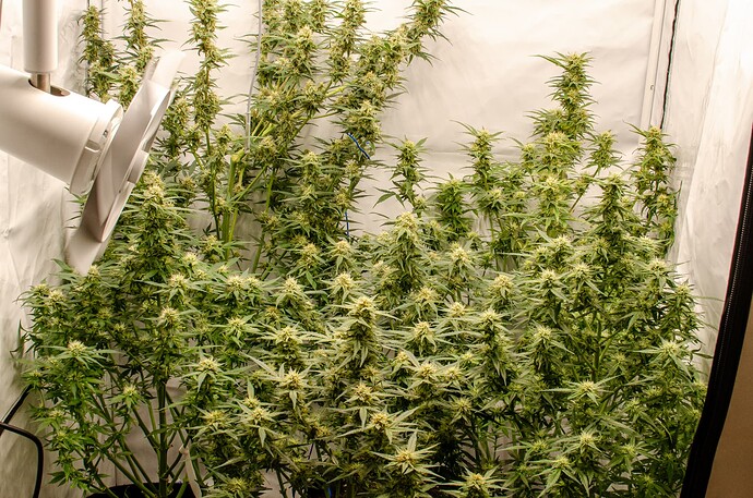 Growreport Bild 7