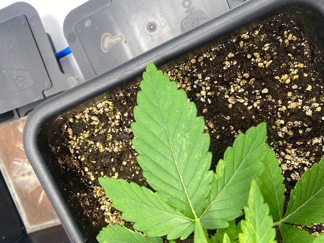 Growreport Bild 4