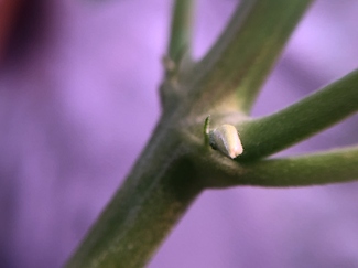 Growreport Bild 26