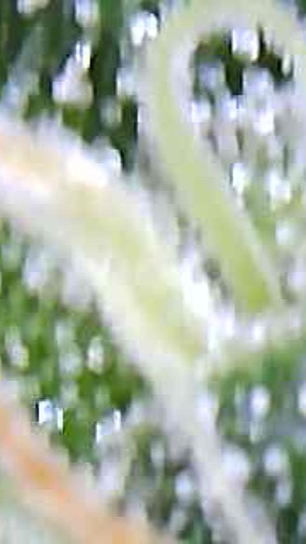 Growreport Bild 6