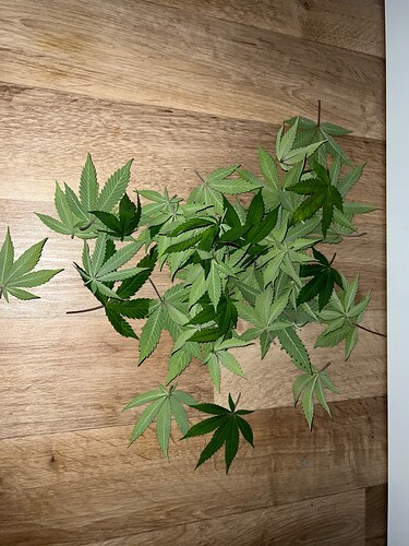 Growreport Bild 5