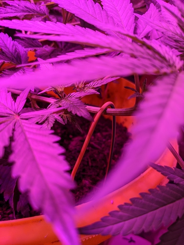 Growreport Bild 3