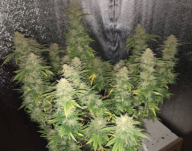 Growreport Bild 15