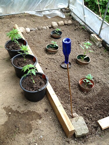 Growreport Bild 58