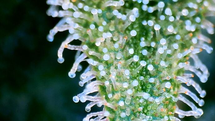 Growreport Bild 26
