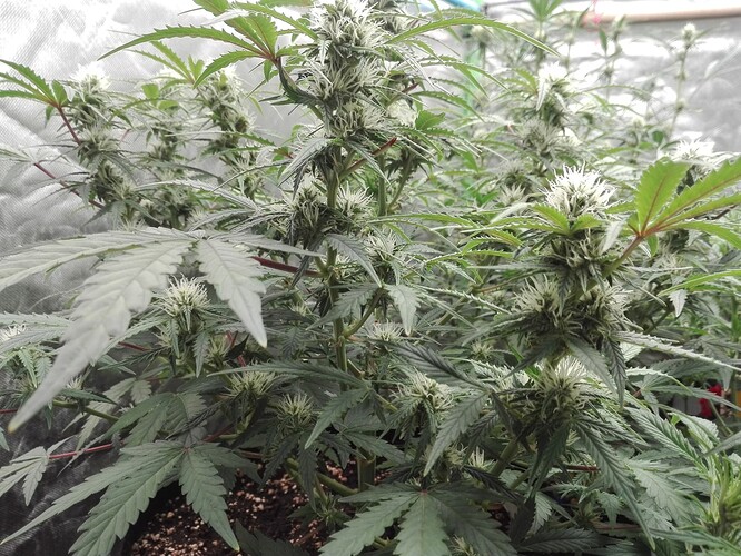 Growreport Bild 2
