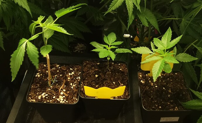 Growreport Bild 43