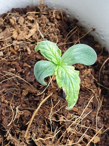 Growreport Bild 2