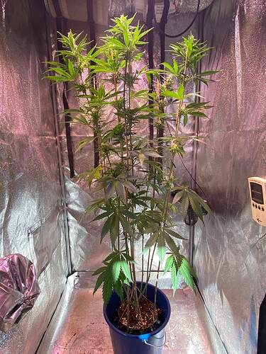 Growreport Bild 1