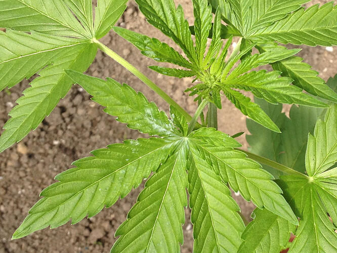 Growreport Bild 31