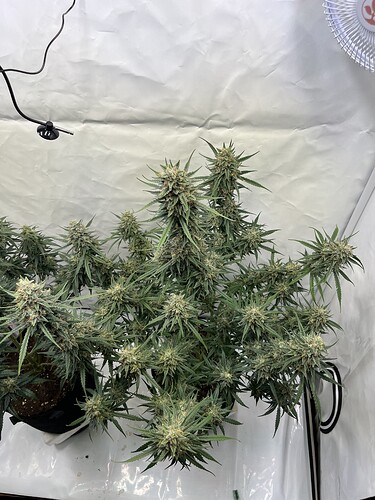 Growreport Bild 34