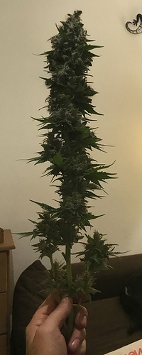 Growreport Bild 13