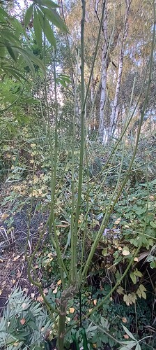 Growreport Bild 4