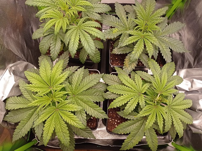 Growreport Bild 4