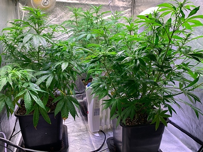 Growreport Bild 13