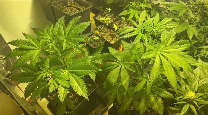 Growreport Bild 3