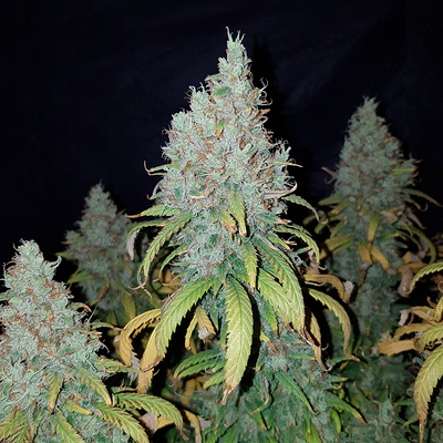 Growreport Bild 8