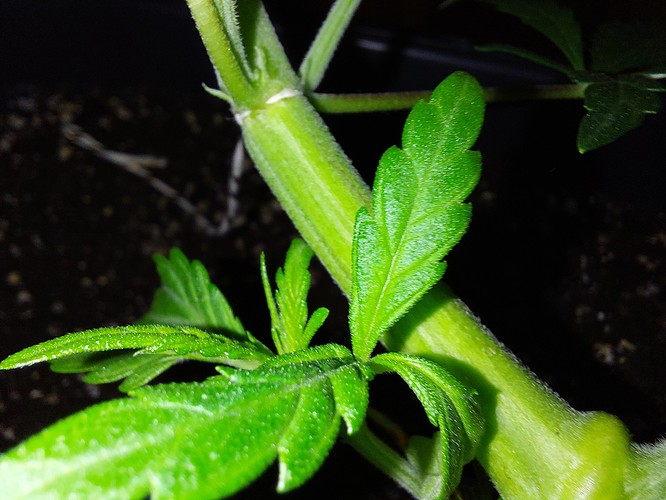 Growreport Bild 10