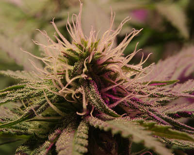Growreport Bild 1