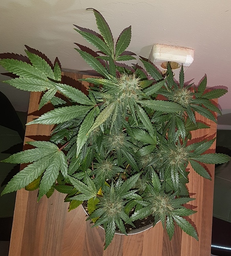 Growreport Bild 5