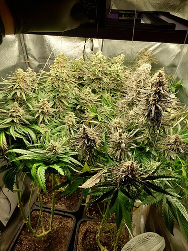 Growreport Bild 2