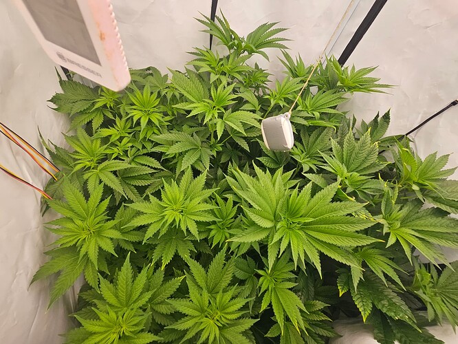 Growreport Bild 3