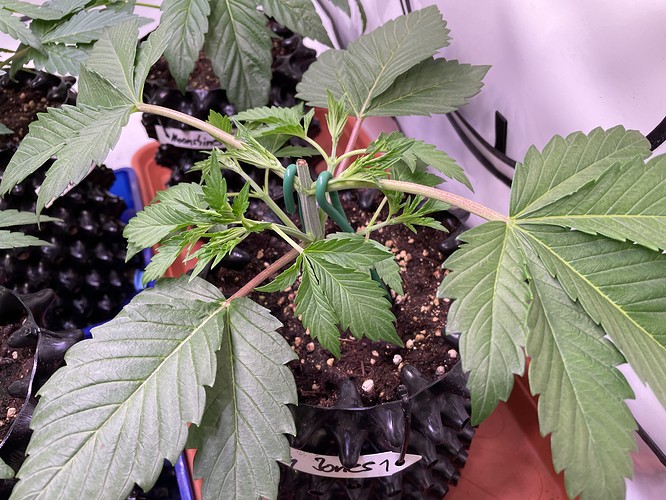 Growreport Bild 19
